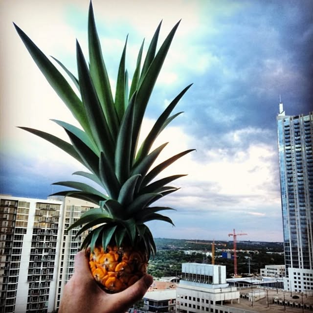 ATX Pinery profile picture