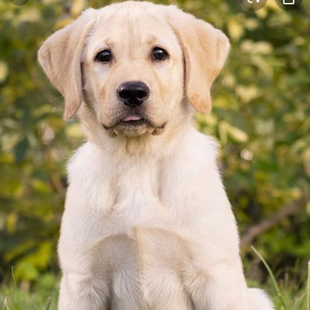 Lenox profile picture