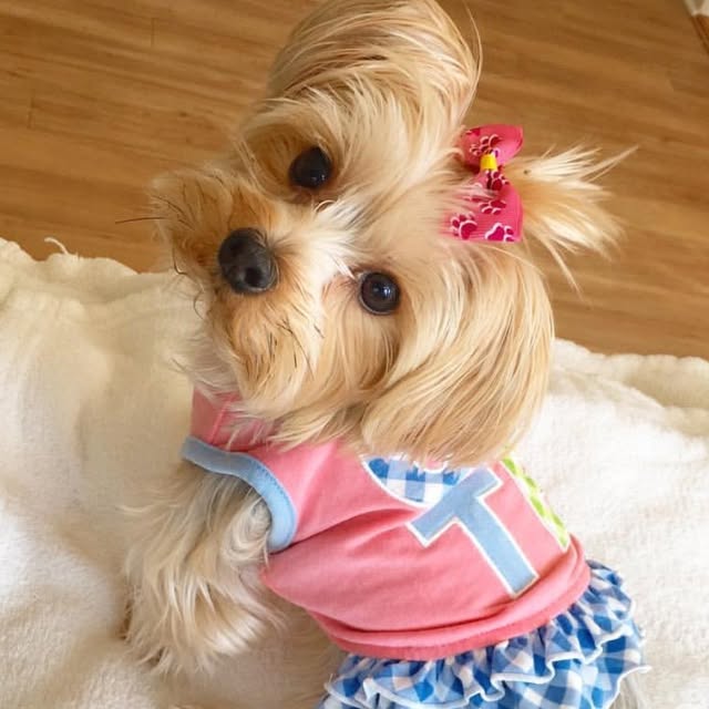 Lacie profile picture