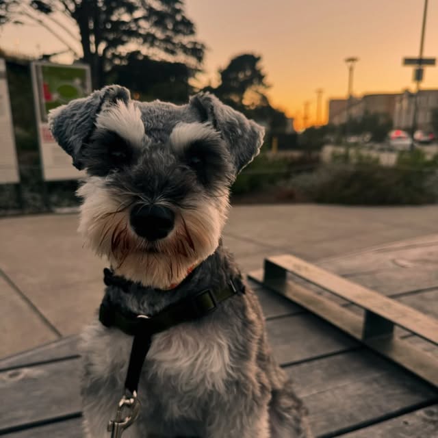 Yeti profile picture