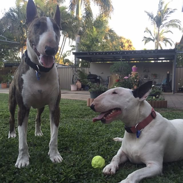 Peppa & Loki the Bull Terriers profile picture