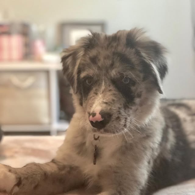 Beau Boy profile picture
