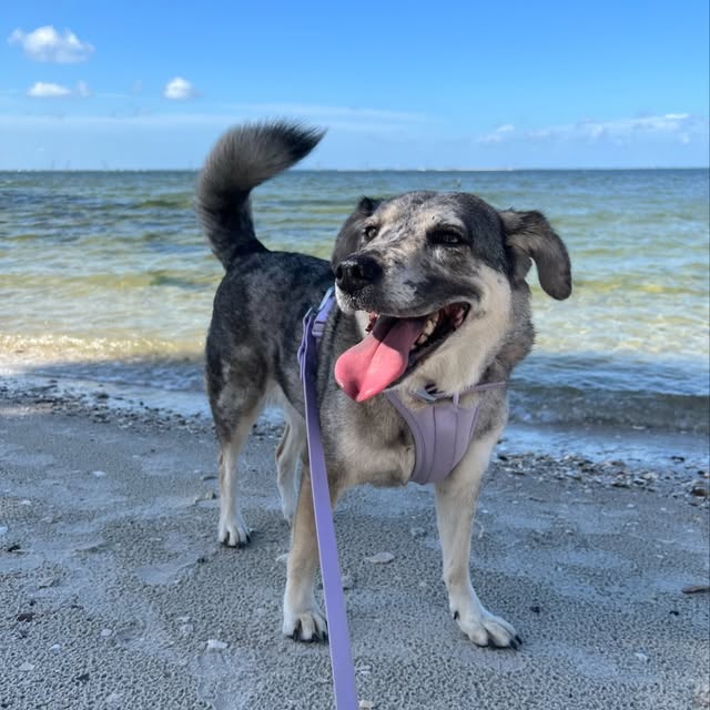 Lana Dog Rey profile picture