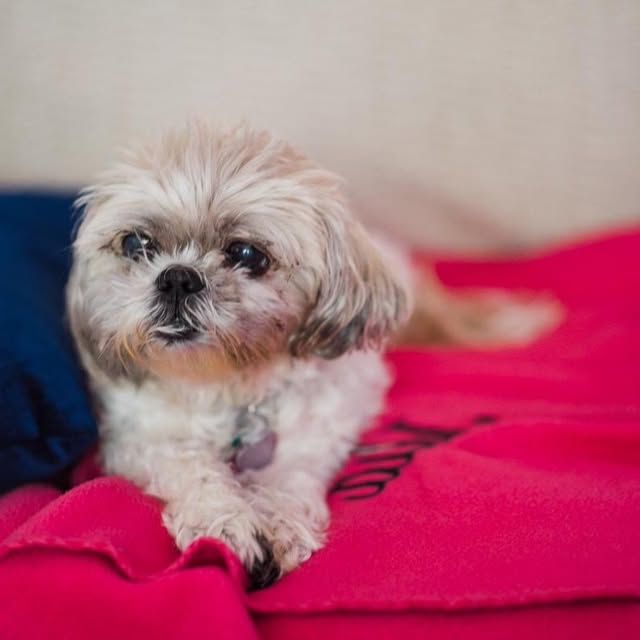 Shih Tzu profile picture