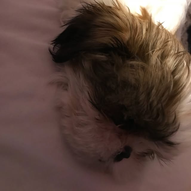 Coco profile picture