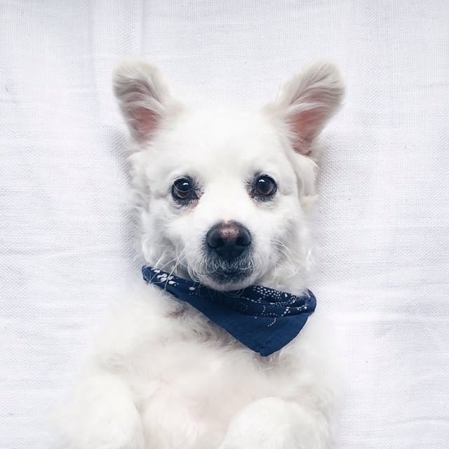 Chichi profile picture