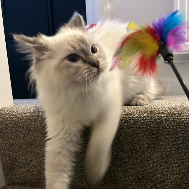 Loki 🐾 profile picture