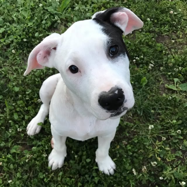 Sig T. Dog profile picture
