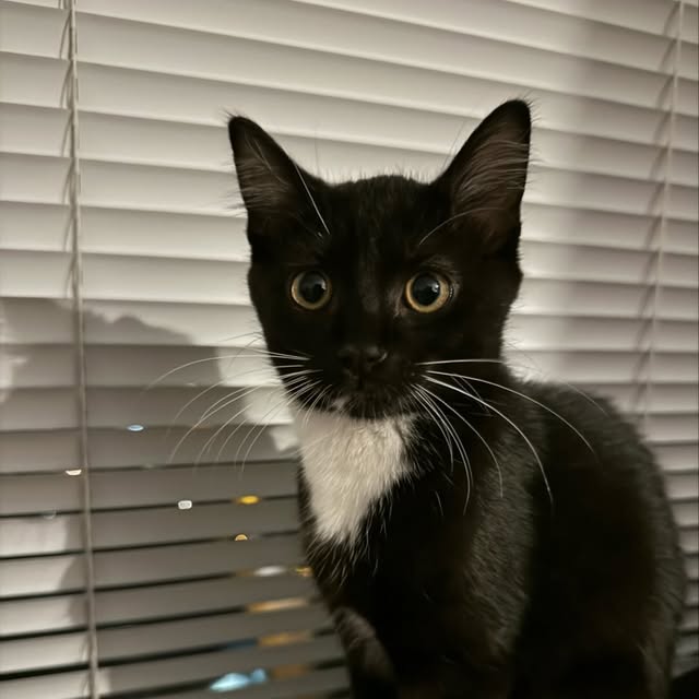 Leo the Cat profile picture