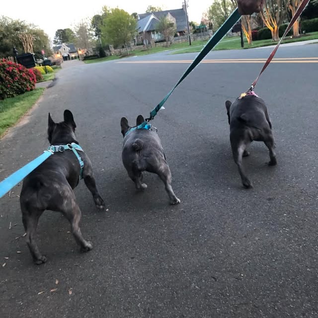 Agnes, Harper, & Finley profile picture