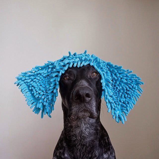 The Posh'mina profile picture