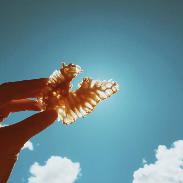 HONEY + HIVE profile picture