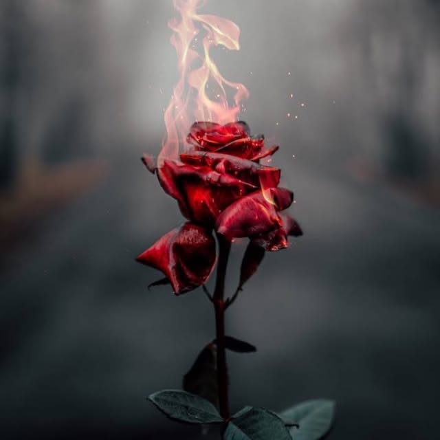 carnellthedancer profile picture