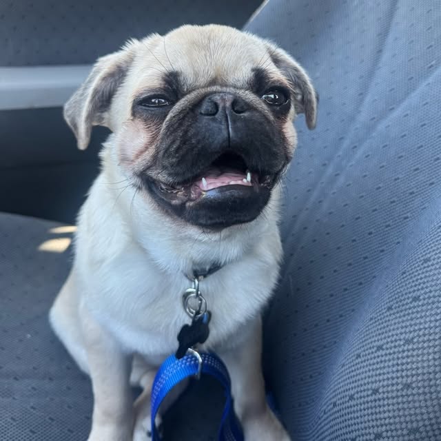 Milo 🐾 profile picture
