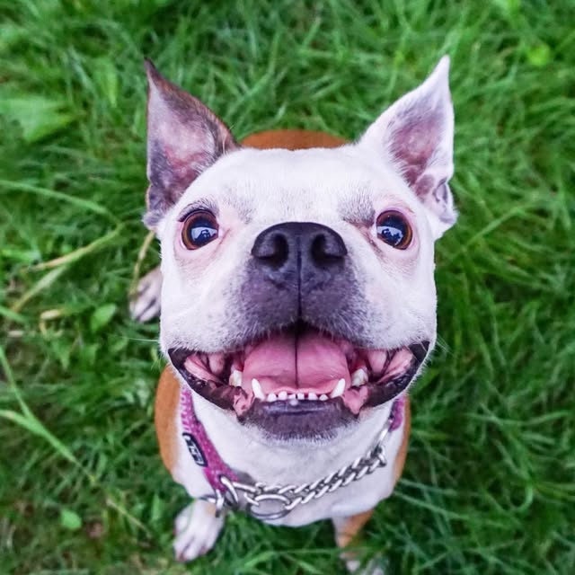 Beans The Boston Terrier profile picture