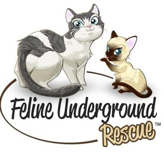 Feline Underground Rescue profile picture